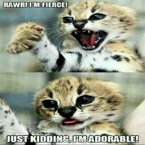 🦋Meet Your Posher, Estella🐾🦋 - Picture 9 of 12